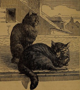 Two cats on a rooftop