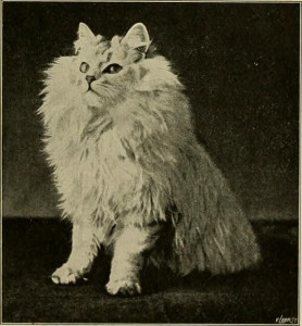 White Persian