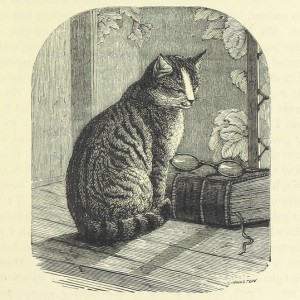 Cat looking at glasses on book