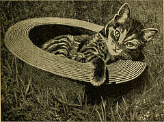 Cat in a wicker hat