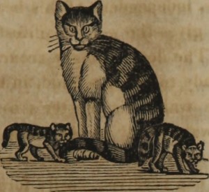 "She-cat & kittens"