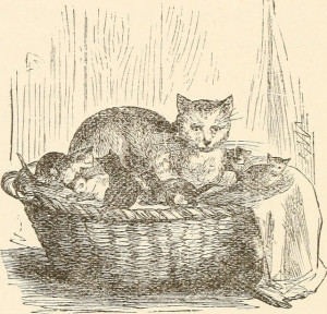 Cat and kittens in laundry basket