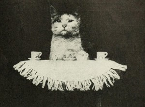 Cat with teacups