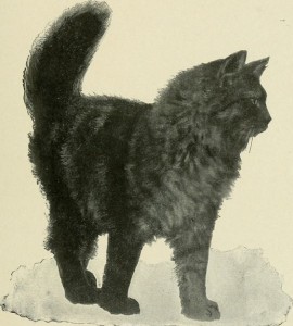 Black Angora cat