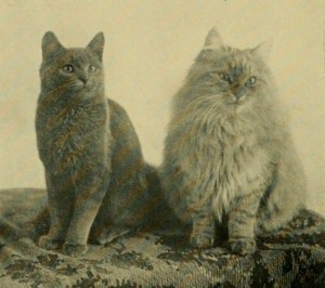 From The diseases of the cat / by J. Woodroffe Hill (1901)