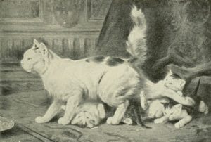 Angora cat with kittens swarming