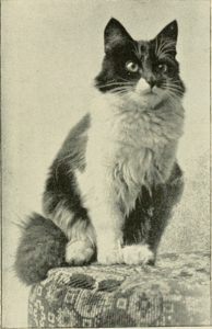 black and white cat sitting on upholstered furniture