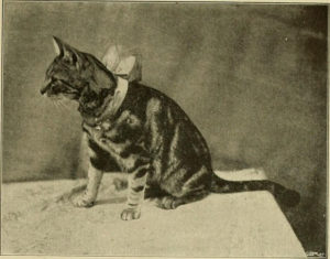 tabby cat with a bow around its neck, sitting on a table