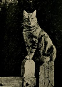 tabby cat sitting on a fence