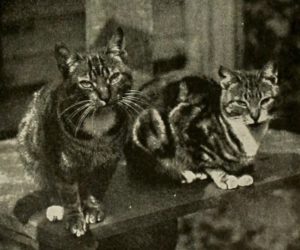 black and white photo of two tabby cats