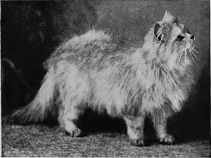 black and white photo of a light long-haired cat looking off-camera