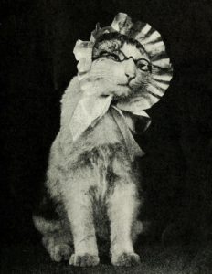 black and white photo of a cat wearing cat-sized eyeglasses and a bonnet