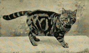 black and white photo of a tabby cat