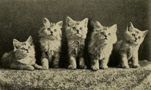 black and white photo of five long haired kittens