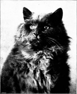 close up black & white photo of a blue Persian cat