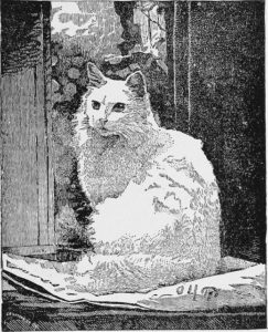 drawing of a long haired white cat sitting on a surface