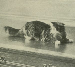 black and white photo of an angora cat lying on a large wooden desk