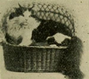 black and white photo of a black and white Angora cat sitting in a half-closed basket