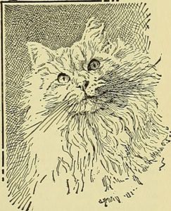 drawing of a long-haired light-colored cat's face