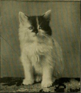 black and white photo of a kitten with a distinctive black patch on its face