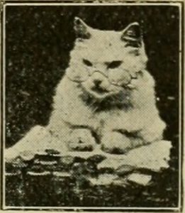 black and white photo of a cat wearing glasses and looking sternly over a pile of books